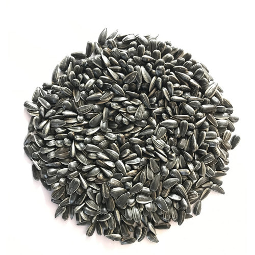 华欣8198食用向日葵种子大食葵种籽春夏季大瓜籽早熟大田高产耐旱 - 图3