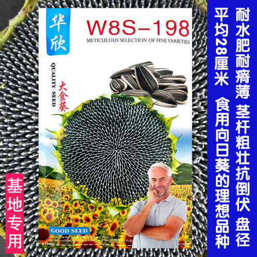 华欣8198食用向日葵种子大食葵种籽春夏季大瓜籽早熟大田高产耐旱 - 图2