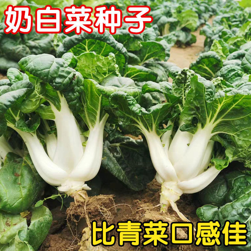 奶白菜种子小白菜青菜黑油菜春季四季蔬菜种籽秋矮脚秋播种孑冬季 - 图0