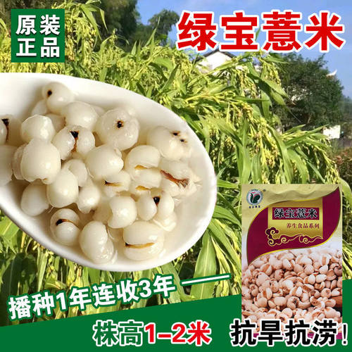绿宝薏米种子 六谷子食品种抗旱甜苦荞麦种子 春夏播薏米种子 - 图0