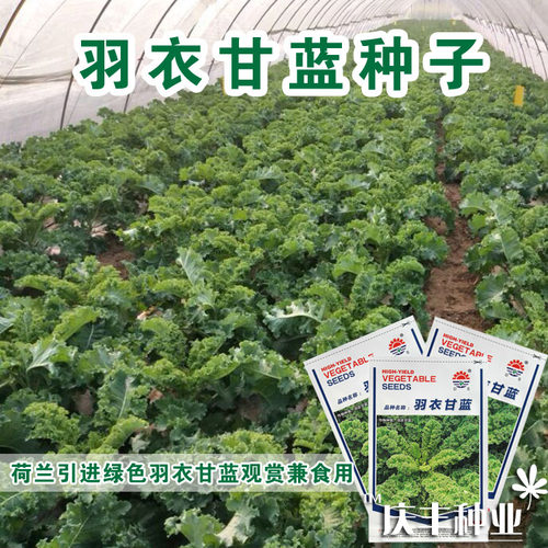 羽衣甘蓝种籽冬宝蔬菜种子荷兰羽衣甘兰抗病耐寒高端羽衣甘蓝种子 - 图0