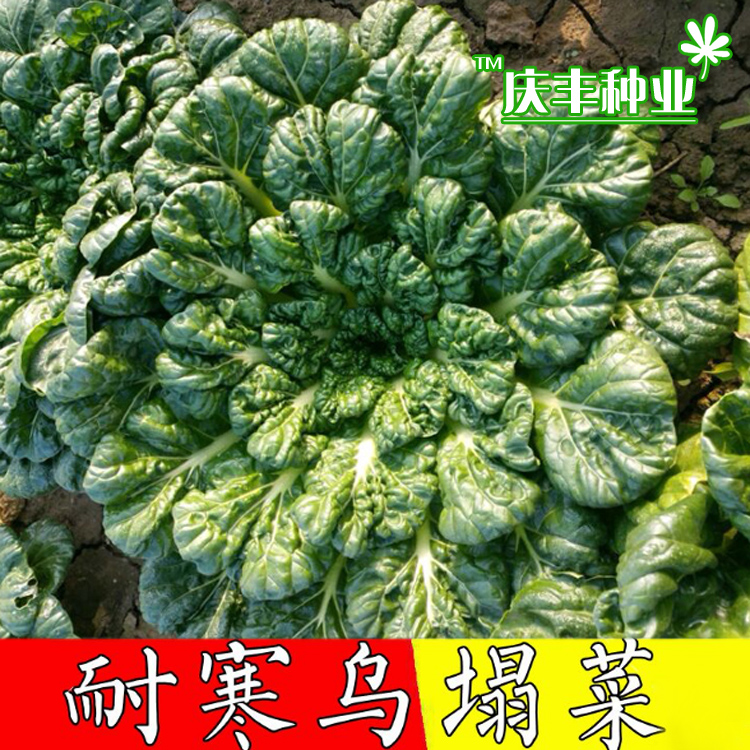 黄心乌塌菜种子金蝶玉菊花菜中八叶乌菜四季种籽塌地松黑白菜种孑-图0