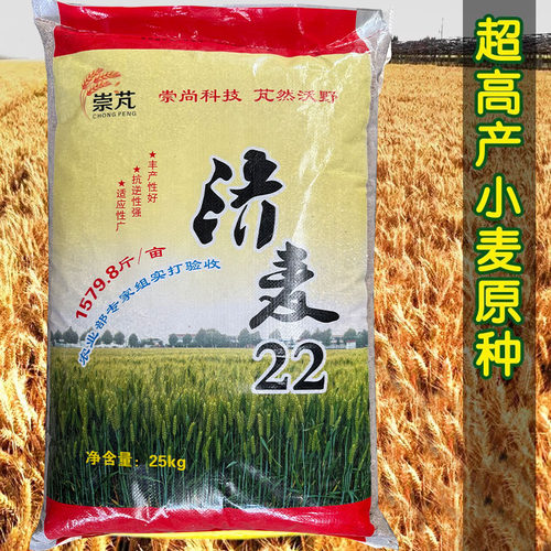优质强筋冬小麦种子高产山东小麦济麦22小麦种子矮秆抗倒大穗原种 - 图1
