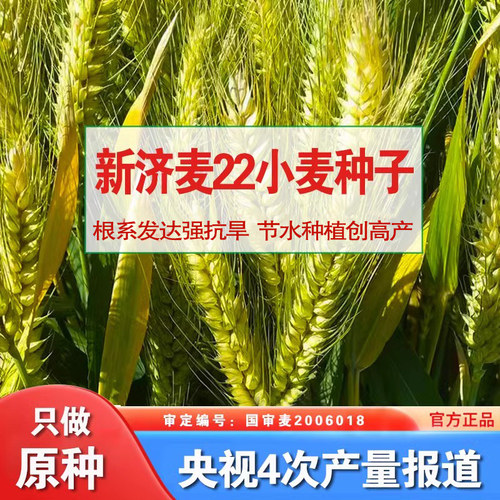 优质强筋冬小麦种子高产小麦济麦22小麦种子矮秆抗倒大穗原种-图2