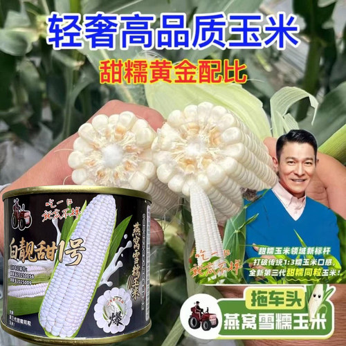 白靓甜1号糯玉米种子高产高品质甜糯玉米种春夏秋播燕窝雪糯玉米 - 图1