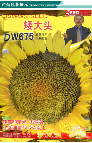超级矮大头DW675种子食葵向日葵种籽大田高80高油榨油葵花籽种孑 - 图3
