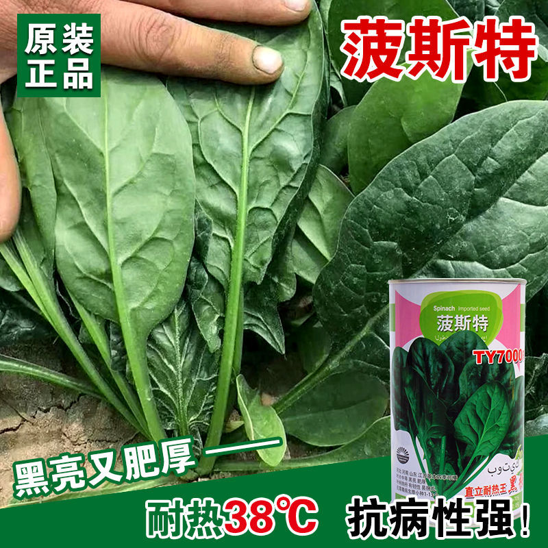 菠斯特TY7000四季肉菠菜种子 耐寒耐热耐抽薹 叶大肥厚 四季种植 - 图2