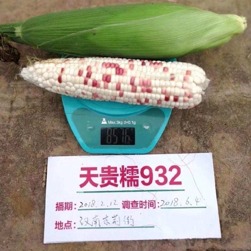天贵糯932彩甜糯玉米种子春季大棒彩甜糯玉米种子籽鲜食玉米种子,淘宝优惠券,粉丝福利购,淘宝优惠卷