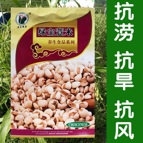 绿宝薏米种子 六谷子食品种抗旱甜苦荞麦种子 春夏播薏米种子 - 图2