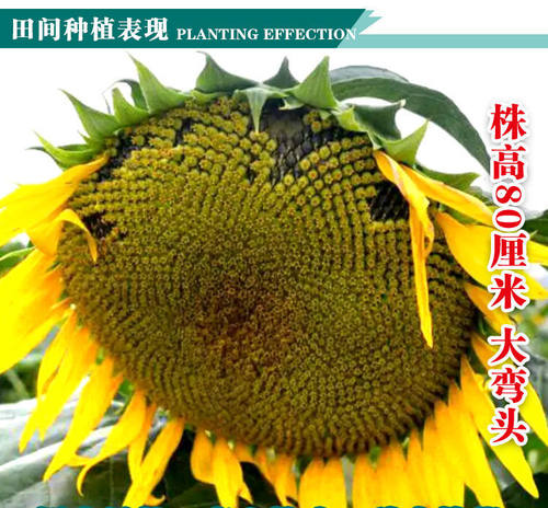 超级矮大头DW675种子食葵向日葵种籽大田高80高油榨油葵花籽种孑 - 图0