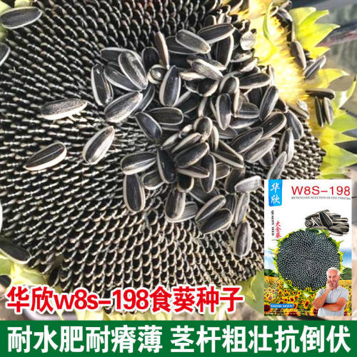 华欣8198食用向日葵种子大食葵种籽春夏季大瓜籽早熟大田高产耐旱 - 图1