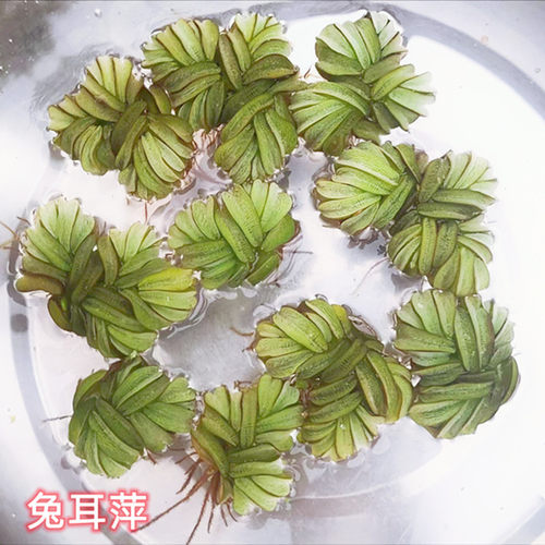 水葫芦水芙蓉浮萍水草花卉植物种苗鱼塘鱼池鱼缸养乌龟缸净化水质 - 图3