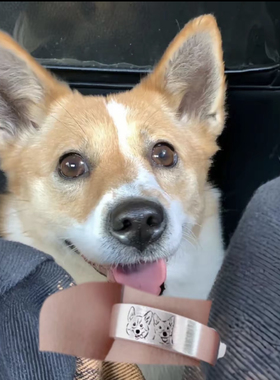 来图定制戒指宠物纪念品猫狗头像照片名字订做钛钢饰品女朋友礼物