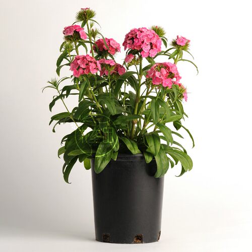 进口美国石竹花种籽子 矮化石竹种子 泛美快捷系列 馨香花型 - 图1