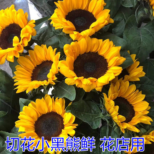 向日葵种子观赏食用切花向日葵花种籽葵花籽矮杆室内外盆栽孑迷你 - 图2