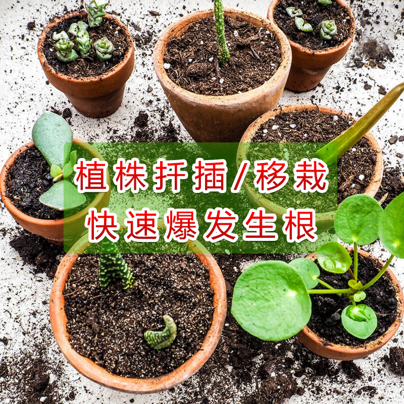 生根粉植物通用快速生根剂扦插移栽绿植多肉壮苗速效强力生根液剂 - 图2