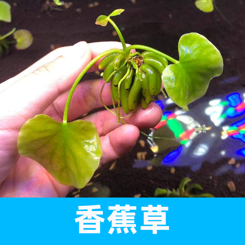 香蕉草懒人鱼缸四季造景水草入缸成景绿色前中后景无土无草泥种植-图2