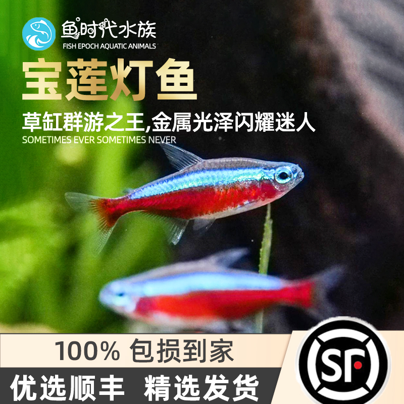 巴西宝莲灯鱼淡水草缸热带鱼水族小型大红绿灯科鱼观赏鱼群游活体