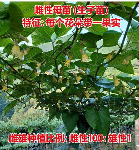 广西桂林永福罗汉果苗带土盆栽正宗树苗地栽阳台四季种植 - 图1