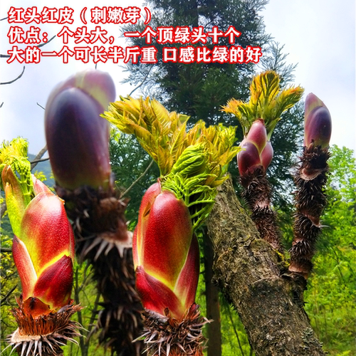 刺嫩芽树苗红葱木刺老芽苗子刺老包刺龙芽乌龙头苗红楤木红刺老苞 - 图1