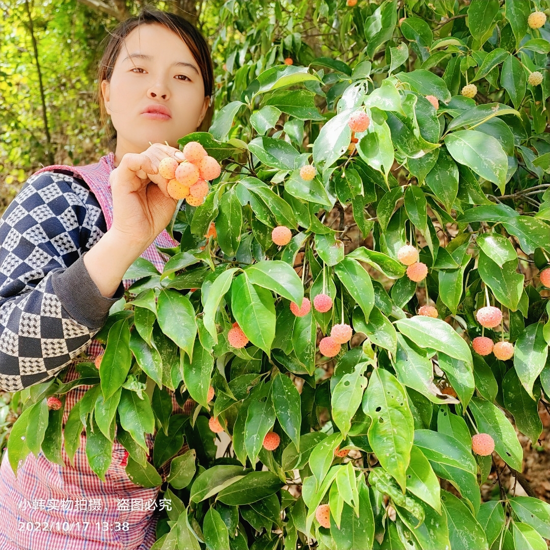 山荔枝树苗野果鸡素果苗野荔枝苗女儿红水果石枣四照花树苗荔枝苗 - 图0