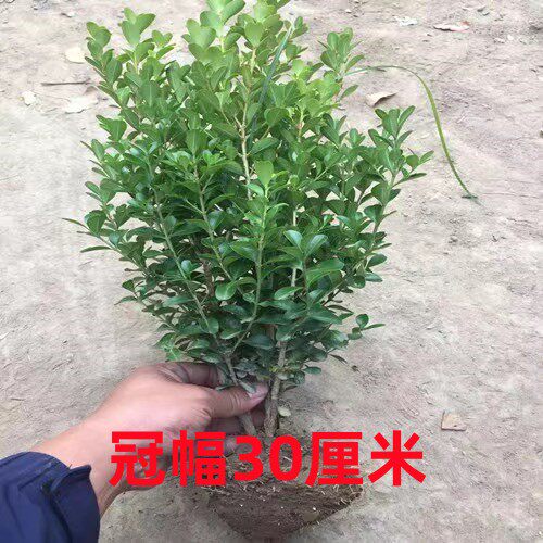 特大小叶黄杨球瓜子黄杨球黄杨球黄杨树球花箱栽植篱笆苗庭院绿化 - 图2