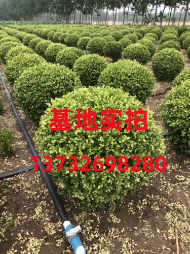 特大小叶黄杨球瓜子黄杨球黄杨球黄杨树球花箱栽植篱笆苗庭院绿化 - 图0