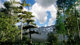 Ue4 unreal UE5 bamboo forest scene realistic bamboo straight bamboo 3D model environment material