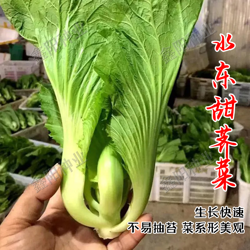 四季水东甜芥菜种子广东芥菜高产耐热农家庭院阳台盆栽易种蔬菜籽 - 图1