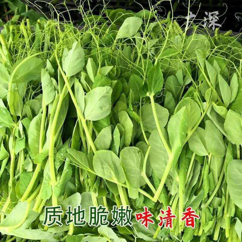 豌豆苗种子蔬菜豌豆种籽尖芽苗菜种子四季田园阳台可种植碗豆种子 - 图2