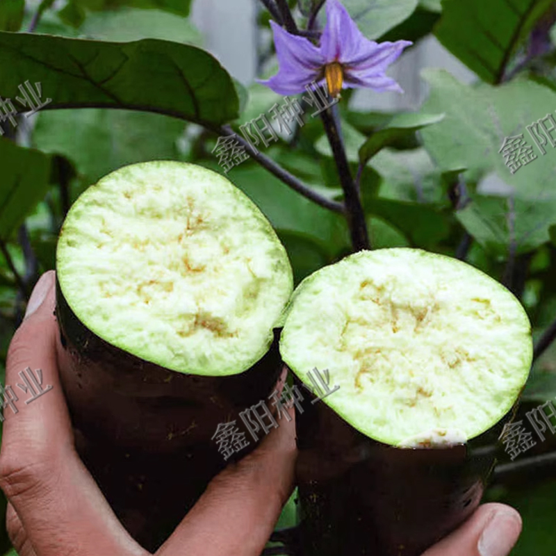 黑马长茄子种子长茄子圆茄子早熟高产抗病强耐贮运春秋播蔬菜种子 - 图2