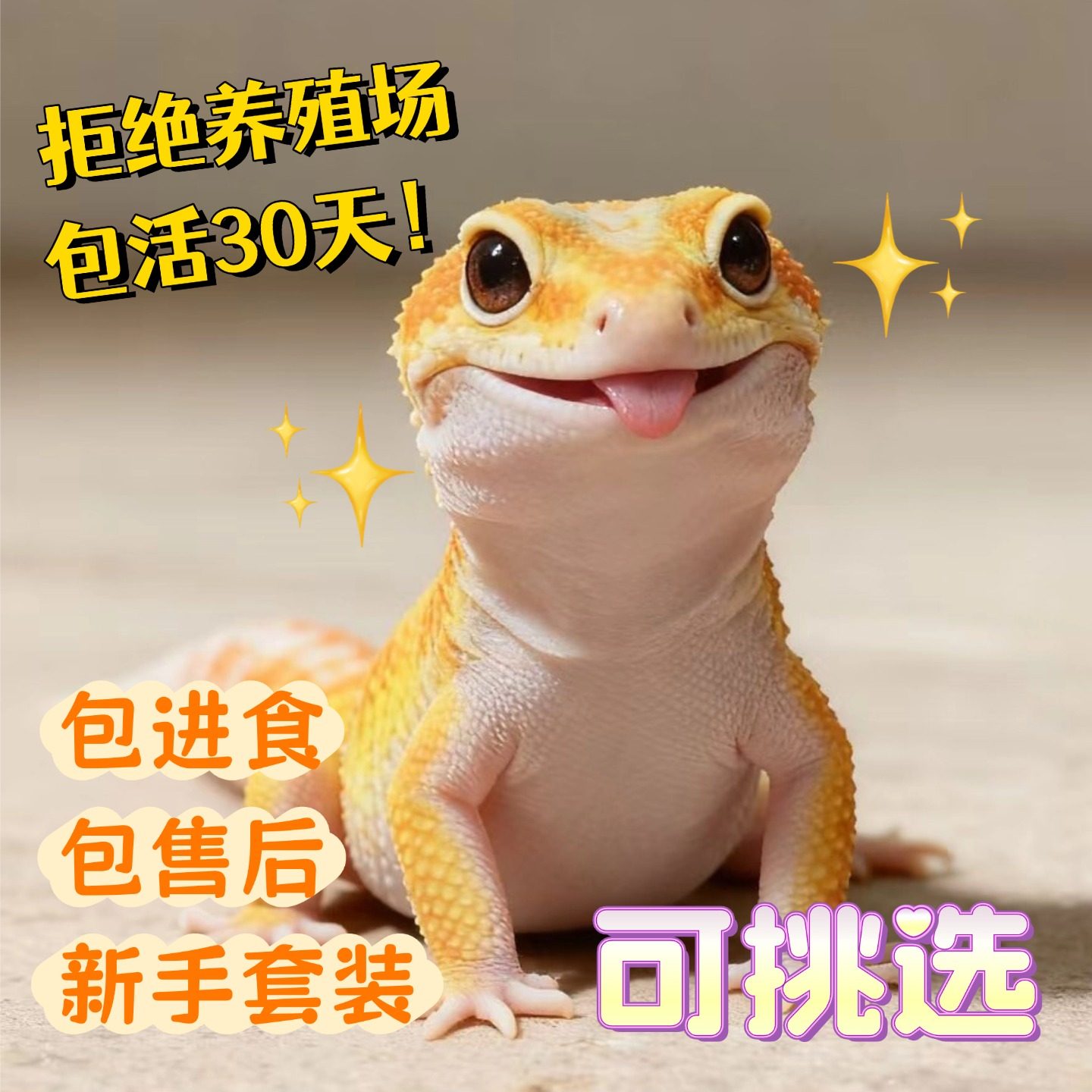 豹纹守宫新手入门懒人爬宠异宠物蜥蜴温顺可爱阳光萝卜柠檬霜白酒,淘宝优惠券,粉丝福利购,淘宝优惠卷