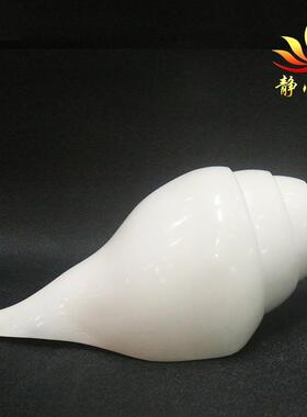 大号白色左旋右旋大尺寸白色海螺
