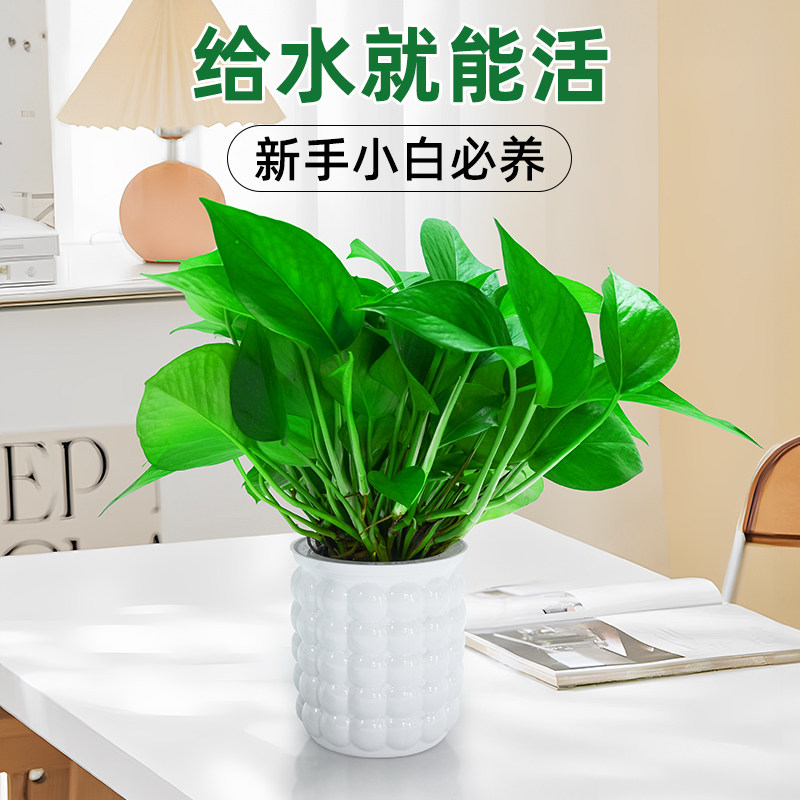 水培植物绿萝盆栽室内客厅办公室桌面绿植花卉易打理四季常青,淘宝优惠券,粉丝福利购,淘宝优惠卷