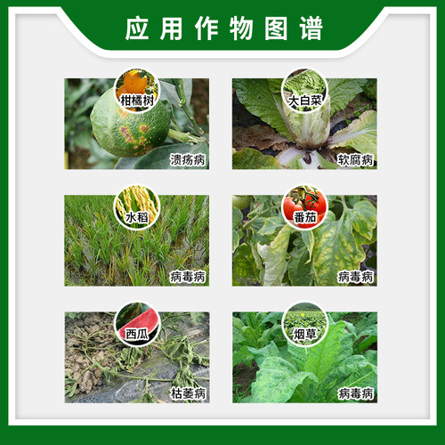 阿泰灵 ZhB/中保寡糖.链蛋白西瓜软腐病枯萎病溃疡病病毒病杀菌剂 - 图1