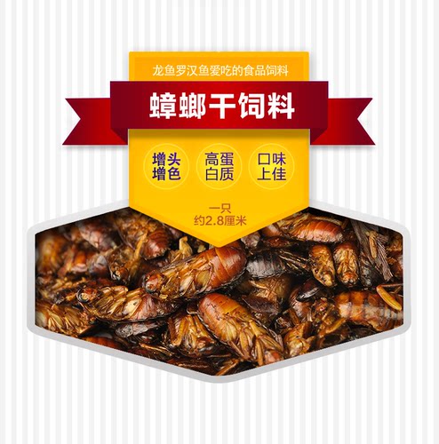 蟑螂干鱼饲料虫干龙鱼用多蛋白蟑螂干饲料发财招财银龙鱼活体饲料 - 图2