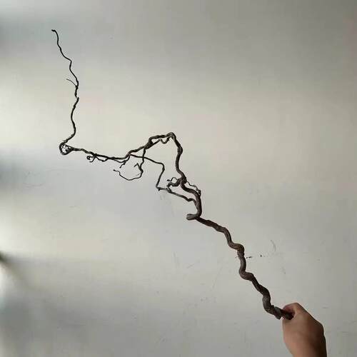 龙枣枝龙枣树龙枣爪鲜切枝水养干养干支树枝造型别致室内客厅插花 - 图2