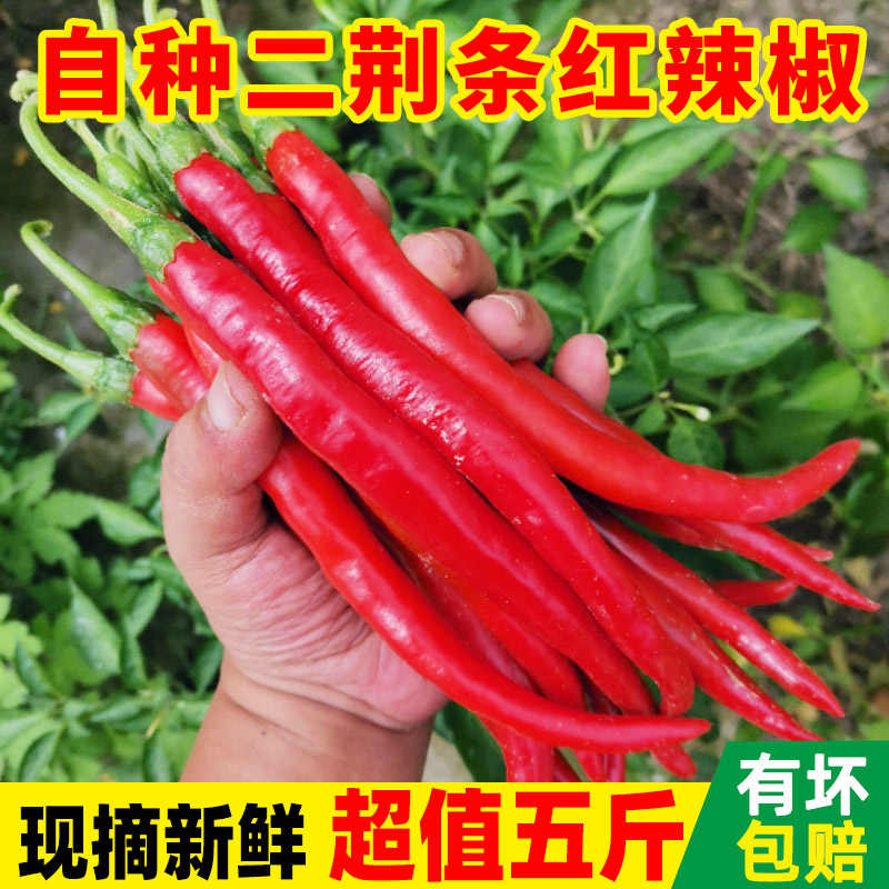 唐辛子辣椒 新人首单立减十元 21年9月 淘宝海外