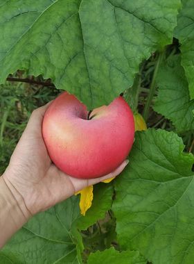 纯手工手绘苹果石头画摆件创意礼物桌面装饰品送朋友车挂生日礼品