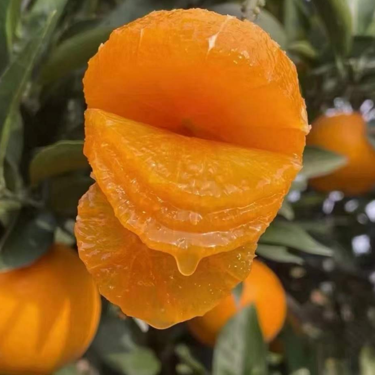 Beishu Yichang Juicy Oranges September Red Navel Oranges Seasonally Picked Fresh Oranges Fresh Fruit Juicy Pure Sweet Whole Box