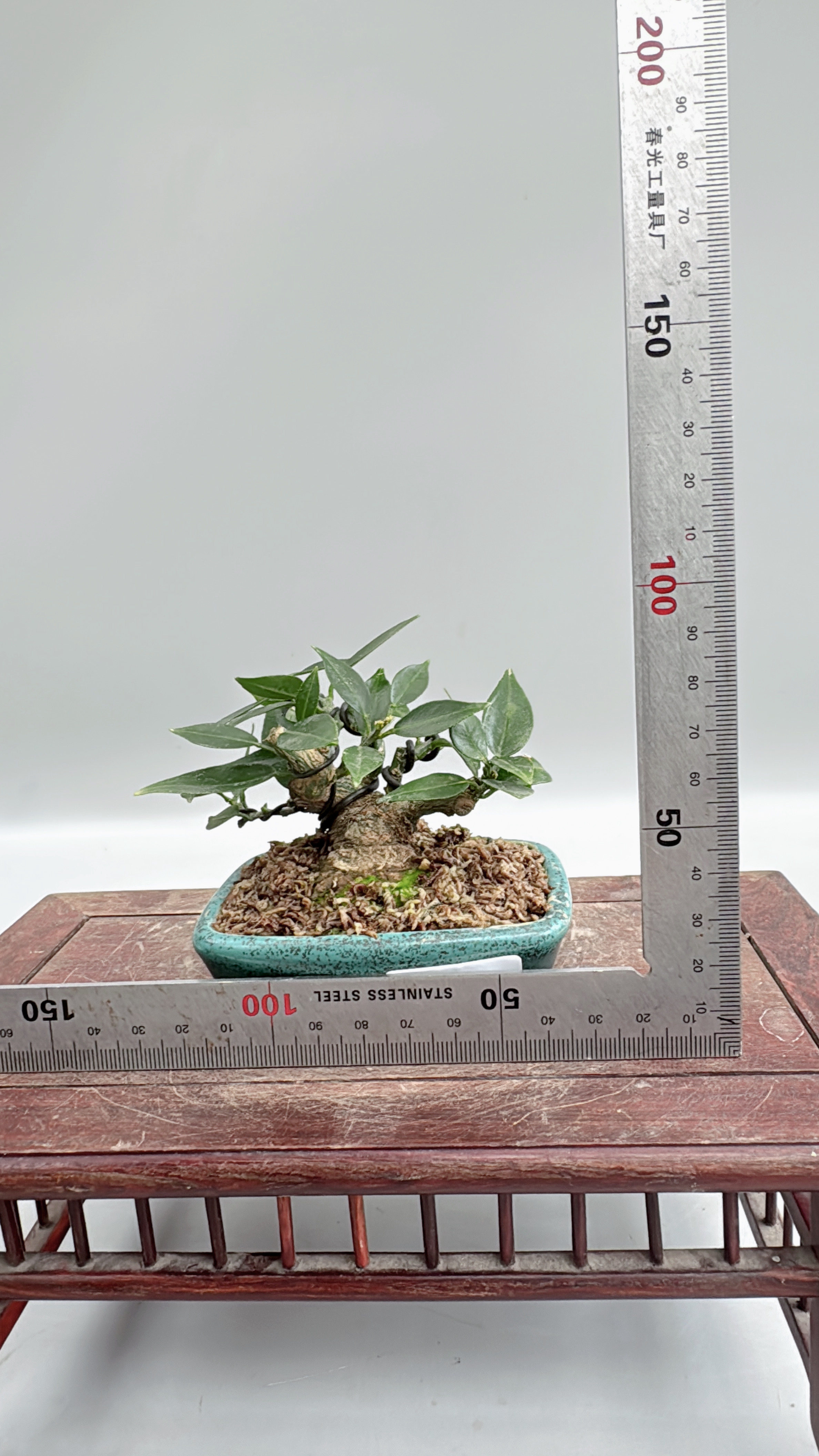 禅意日本八房柑原生微型盆景盆栽实物造型好养室内客厅茶台绿植,淘宝优惠券,粉丝福利购,淘宝优惠卷