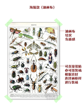 复古自然科学生物学装饰画 法式拉鲁斯昆虫识别图表挂画艺术海报