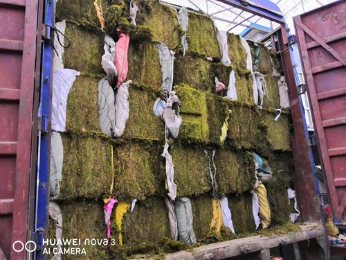 干苔藓园艺多肉兰花铺面石斛种植嫁接水草青苔乌龟运输材料 - 图2