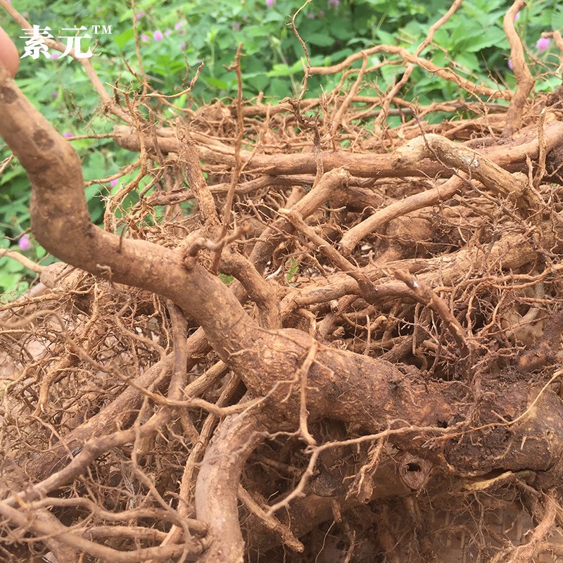 新鲜臭牡丹根 现挖中草药矮桐子鲜品臭枫根臭芙蓉纯根 500g 包邮 - 图2