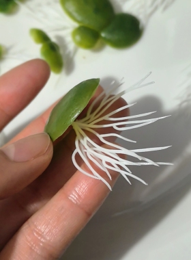 仿真浮萍装饰品生物绿植叶子道具