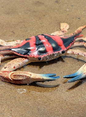 仿真梭子蟹海洋生物陈列摆设道具