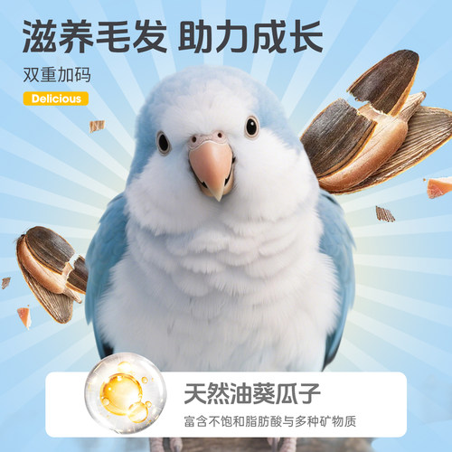 凯拉美油葵小瓜子零食黑珍珠瓜籽虎皮牡丹玄凤鹦鹉鸟粮鸟食非饲料 - 图2