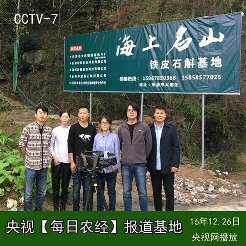 铁皮石斛 鲜条4年 雁荡山铁皮枫斗干花霍山源种 - 图2