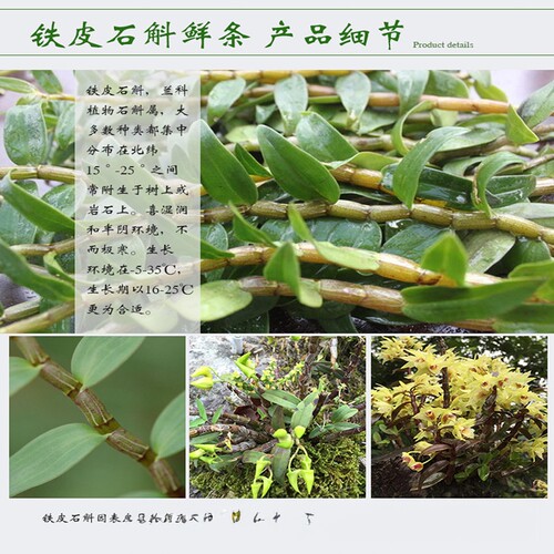 铁皮石斛 鲜条4年 雁荡山铁皮枫斗干花霍山源种 - 图1