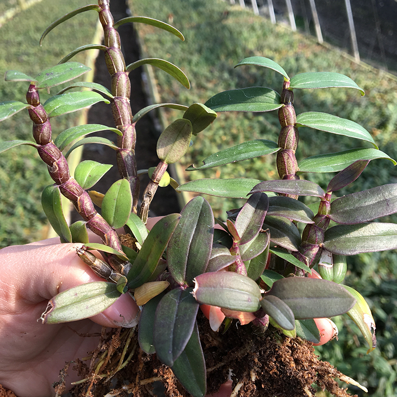 雁荡山红苗 铁皮石斛红杆可食用训化石斛兰种苗盆栽盆景赛霍山条